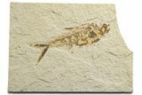 Bargain, Fossil Fish (Diplomystus) - Wyoming #333853-1